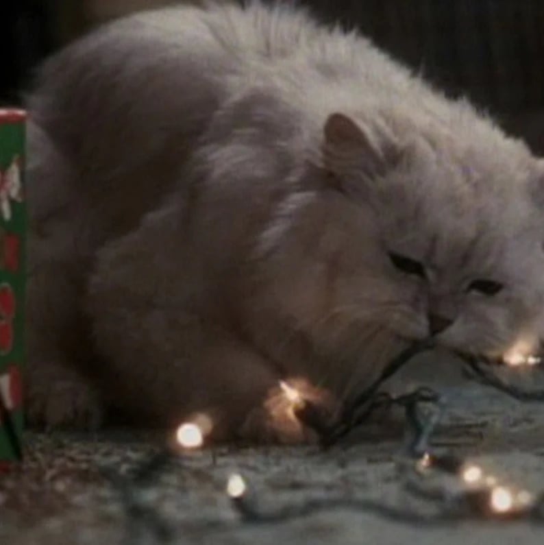 Koberec s motivem smažené kočky – vtipný vánoční dárek