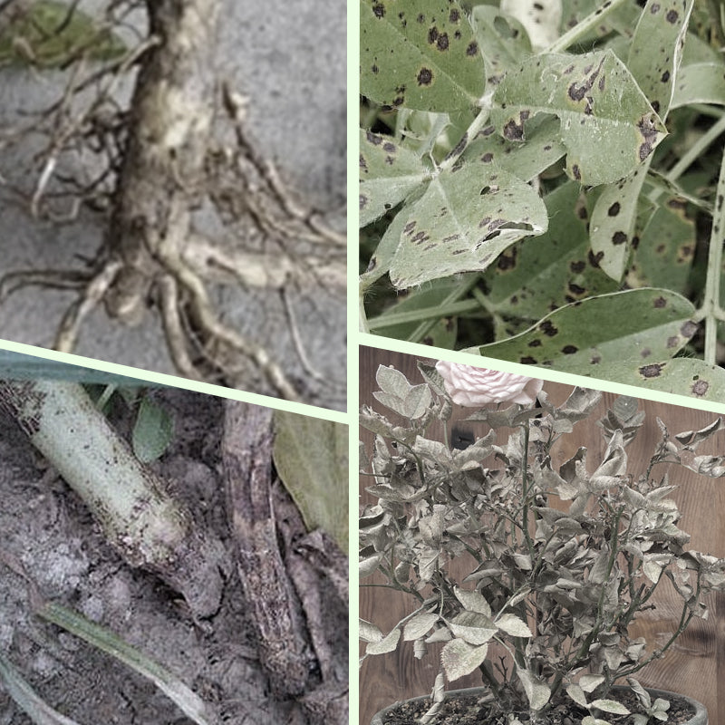 🌱 Long-lasting plant food sticks – balanced NPK for roots, leaves & blooms! 🌿✨