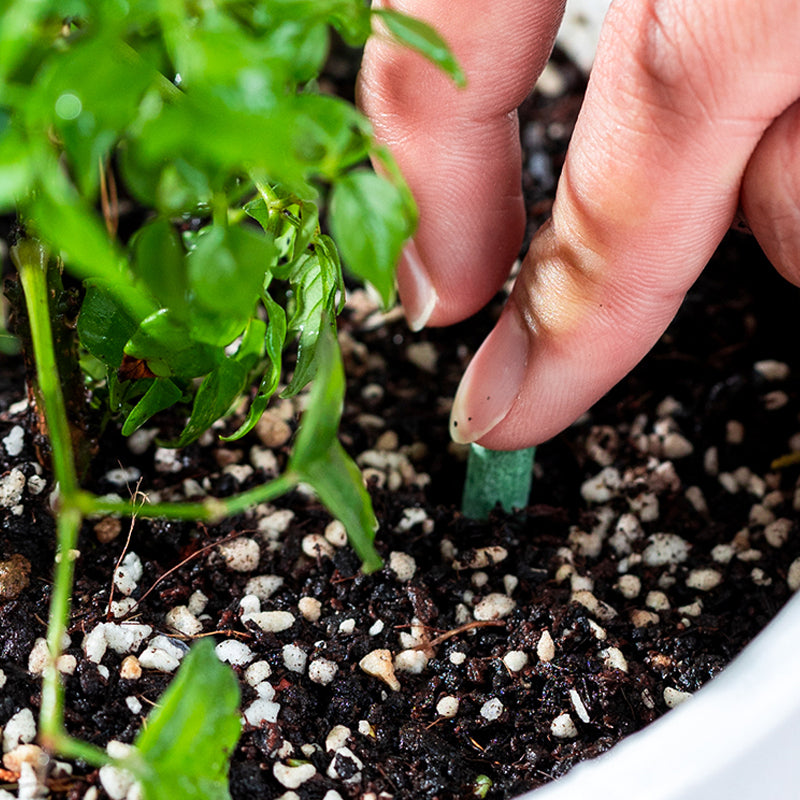 🌱 Long-lasting plant food sticks – balanced NPK for roots, leaves & blooms! 🌿✨